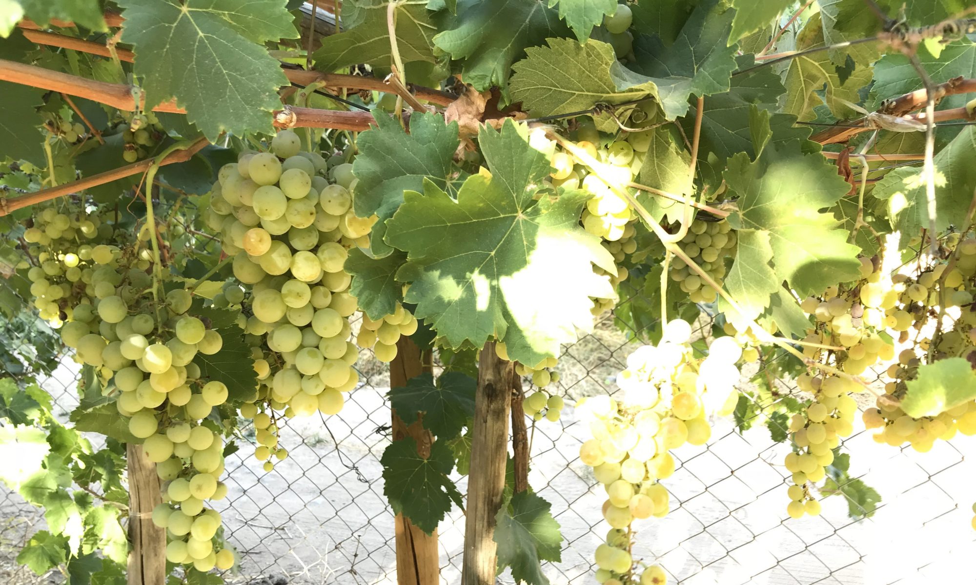 Valle de Elqui /  El Damascal